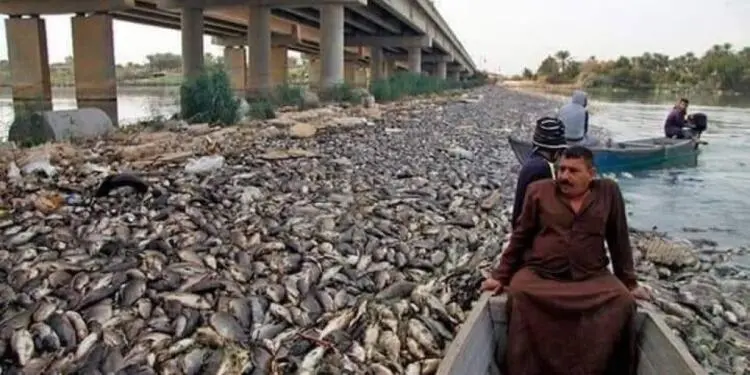 Yetersiz su nedeniyle milyonlarca balık öldü